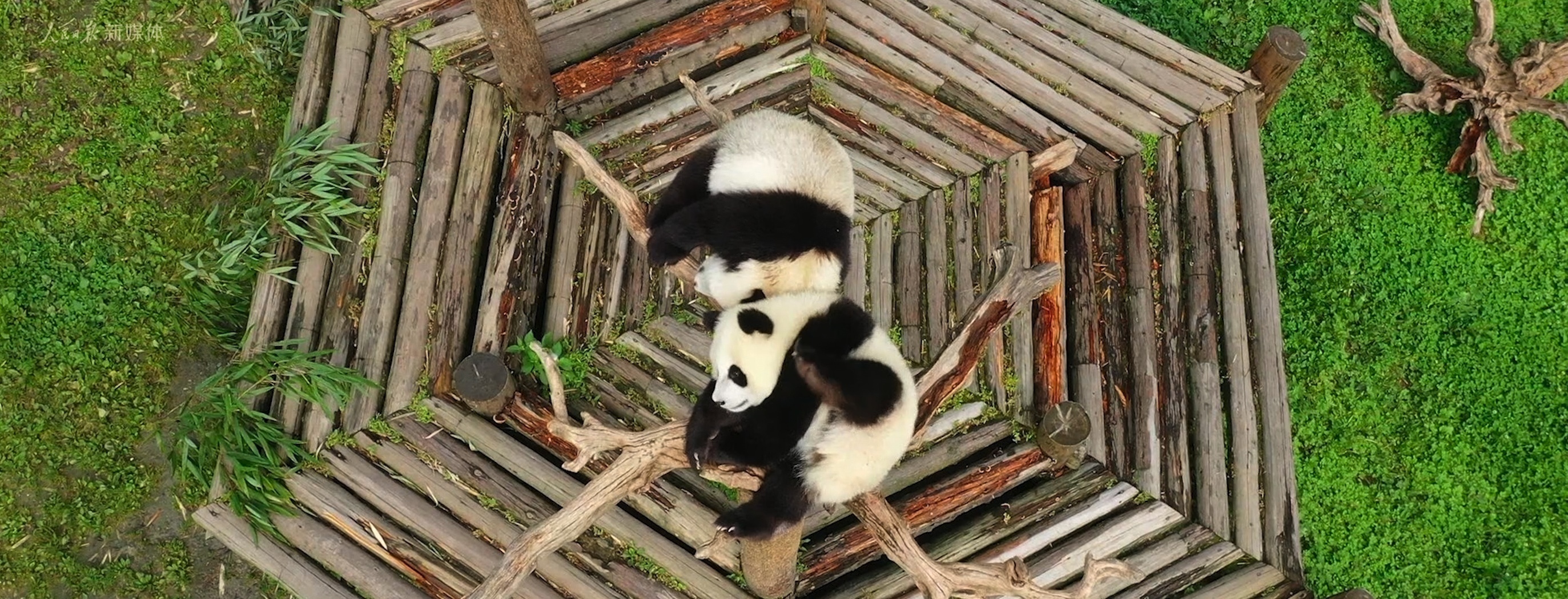 第31届世界大学生夏季运动会成都开幕 青春汇聚